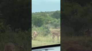 A herd of Impala in Kruger National Park.#southafrica