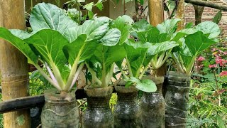 Cara menanam pakcoy di botol plastik sampai panen || how to grow pakchoy in  bottles