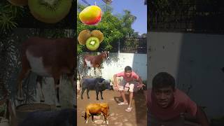 गाय, जंगली भैंसा कुत्ता,देसी बकरी, जंगलका राजाशेर, #viralshort #viralvideo #vfx #funny