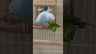 Happy Buddies 🩵 Lucky #birds #pets #treat #trending #latest #budgies #birdslover