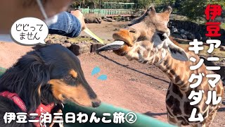 【犬連れ静岡伊豆旅行】近すぎｗ伊豆アニマルキングダムで動物達と接近戦！愛犬も飼い主もちょいビビり🐶💦静岡県・伊豆一泊二日観光犬連れ旅②旅するペットショップの売れ残りと元保護犬