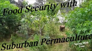 Food Security in the #Suburbs with #Permaculture,  Chickens, Rabbits, Veggies, Perennials.