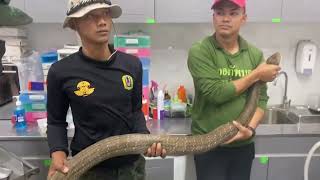 Soldiers carry a giant king cobra to a vet for treatment