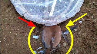 Creative ideas How to make a bird trap | easy bird trap-bird trap easy homemade Working 100%