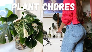 Plant Chores and Propagating my 2.5 Year Old Variegated Monstera