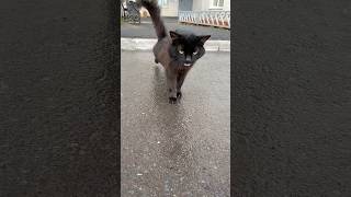 Sweet bun cat meow after the rain