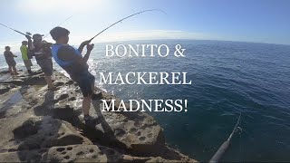 Bonnies & Mackerels all day [Wollongong, Coal Cliff-  Rock Fishing Land Based]