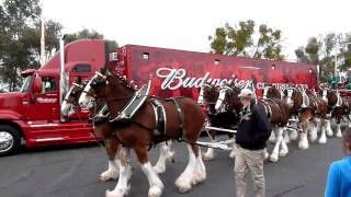 Clydesdales at Fairfield Anheuser-Busch Brewery