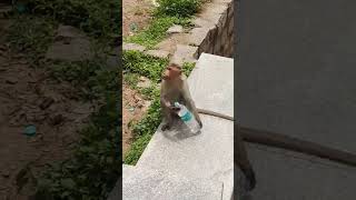 This bisleri is not good #bisleri #monkey