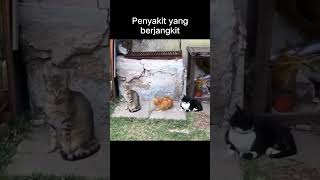 Penyakit bawaan kucing