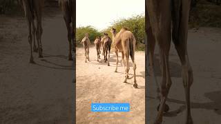 Desert Camels Group||Going to jungle for finding food|| #yshorts #viralshorts