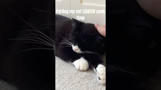 Petting My Cat LIGHTER each time - #kindafunny