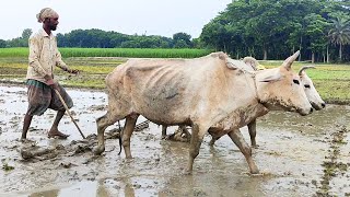 Cow VS Old Farmer // Ploughing with bulls in village agriculture land // Plowing the land with oxen