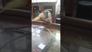 cockatiel playing