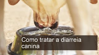 Como tratar a diarreia canina