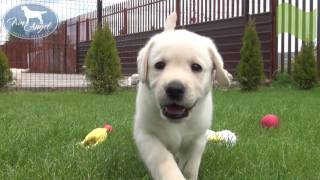 Мальчик c Зеленой лентой 6 недель | Щенки лабрадора / Labrador puppies