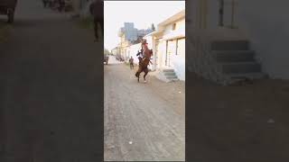 Tejo e Tejo . kedo horse kathiyawadi 🐎 kagdadi no ghodo