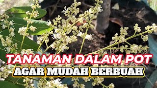 Tanaman dalam pot agar mudah berbuah