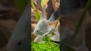 Mixed Angelfish