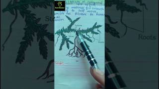 selaginella & salvinia| pteridophytes| ncert imp diagram| class 11th| #ncert #biology #neet2025 #imp