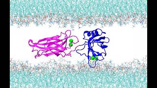 SNARE complex alters the interactions of the Ca2+ sensor synaptotagmin 1 with lipid bilayers