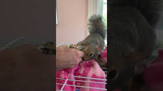 Milty the Rescued Squirrel Tries Watermelon