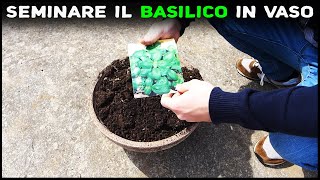 Come seminare il BASILICO in VASO