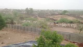 Homecoming Hoofs! Cows Migrate Home in a Rainy Paradise (#cows #migration #beautifulnature)