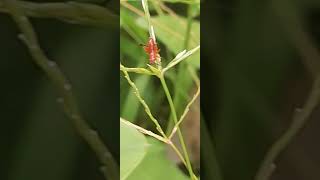 Binatang ini mirip jangkrik tapi warnanya merah