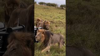 Los Salas Boys patrullando hoy (Olepolos, Osapuk & Orkitok). #lion #nature #shorts #short #wildlife