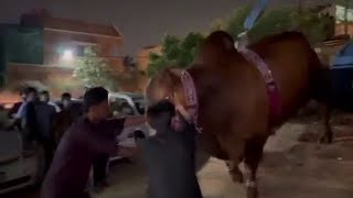 FIBBI CATTLE FARM KE BIG BULLS KI UNLOADING I BAKRA EID KARACHI