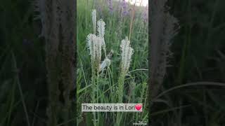 Լոռվա գեղեցկությունը /The beauty of Lori