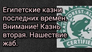 Египетские казни последних времён. Внимание! Казнь вторая. Нашествие жаб.