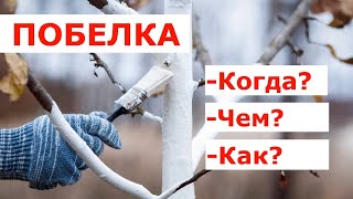 Побелка плодовых деревьев - не совершая ошибок