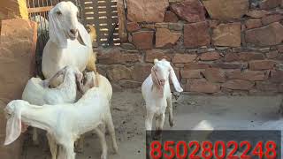 Pipar Breeding setup .qasmi goat farm pipar