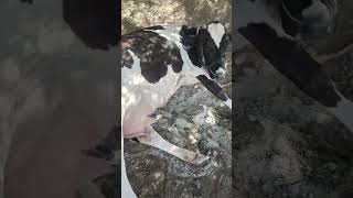 Cow giving birth to calf #pregnancy #kid #calf #pain