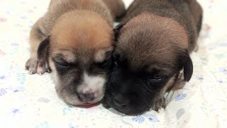 CUTIE TWO WEEKS OLD PUPPIES | TRAILER | ADELFA ARGAL MIX TV