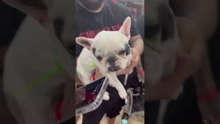 At the show battle of the Frenchie with brain the worlds smallest Frenchie #shorts #subscribe #dogs