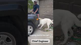 Siberian Husky Helping To Fix A Car. #funnydogvideos #amazingdog #siberianhusky #short