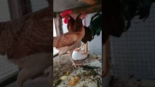 🐓ரெண்டு தான் இருக்கு | Naattu kozhi | #தமிழ் #shorts #tamil #siruvidai #viral #farm #farming #kozhi