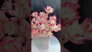 Satisfying Succulent Diy #82