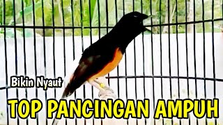 PANCINGAN MURAI BATU GACOR AMPUH BUAT PANCINGAN MURAI BATU AGAR BUNYI CEPAT BONGKAR MATERI