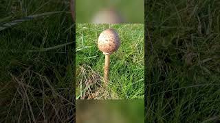 Balades en forêt, cueillette de champignons 🍄🌲 09/10/23 Allier (03) Gannat, Vendat...