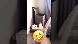 #funny  #funnyvideos #animals  #dog  #cat  #pet  #voiceover  #fypシ