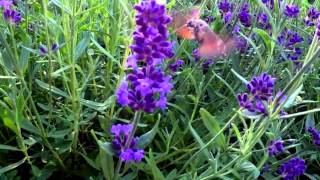 Fruczak Gołąbek - Polski Koliber (macroglossum stellatarum)