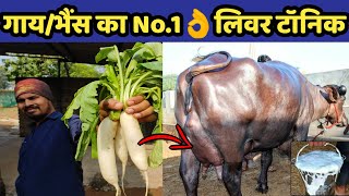 दूध बढाने वाला No.1👌लिवर टॉनिक ऐसे बनाए|How to increase cow/buffalo milk|Liver tonic for animals.