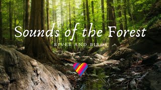 Sounds Of The Forest By The River With Singing Birds - (No Music) Relaxation, Study, Tv Background