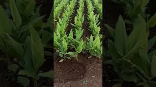 #turmeric Turmeric farming green fields pure turmeric #shorts #videos #farming #indianfarming