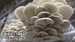 মাশরুম চাষের সহজ পদ্ধতি - Simple methods of mushroom cultivation