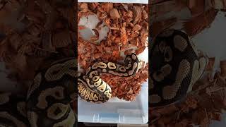 Feeding Ball Python Small Rat Strike